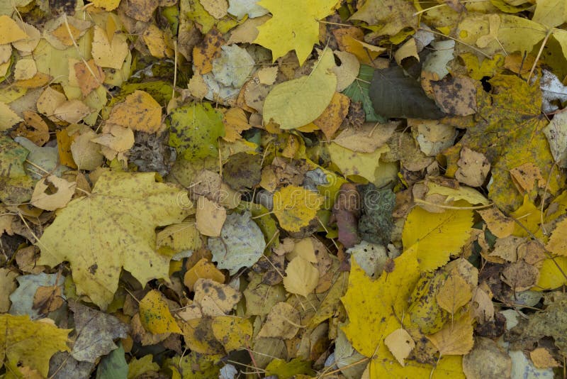 Les ressources graphiques soustraient le fond texturé de passage dans un parc de verdure d'automne photos stock