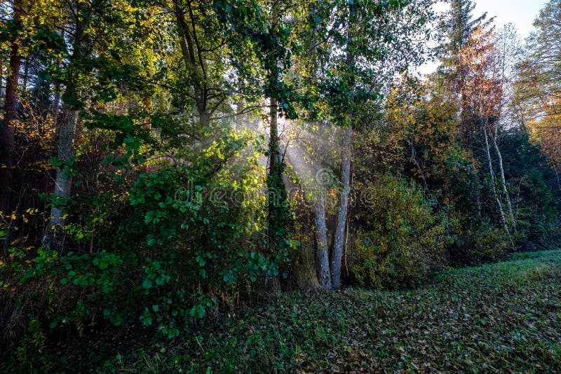 les reys du soleil par l'automne ont coloré des feuilles d'arbre photos libres de droits les reys du soleil par l'automne ont coloré des feuilles d'arbre photos libres de droits
