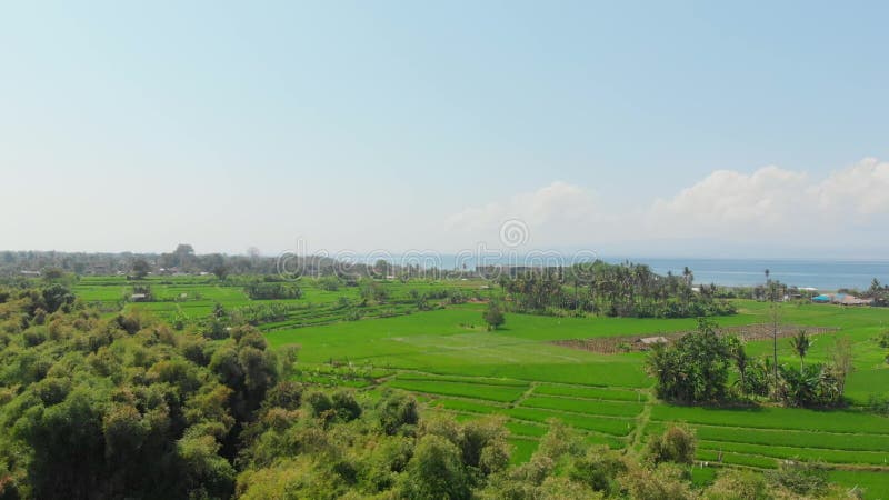 Les rizières de Bali Vue aérienne de la riziculture et de l'océan banque de vidéos