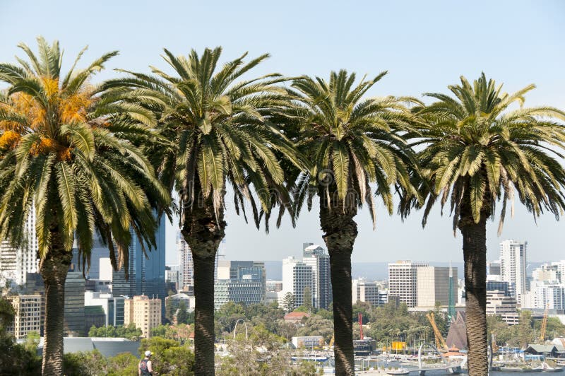 Les Rois Park Palms - Perth - Australie photographie stock Les Rois Park Palms - Perth - Australie photographie stock