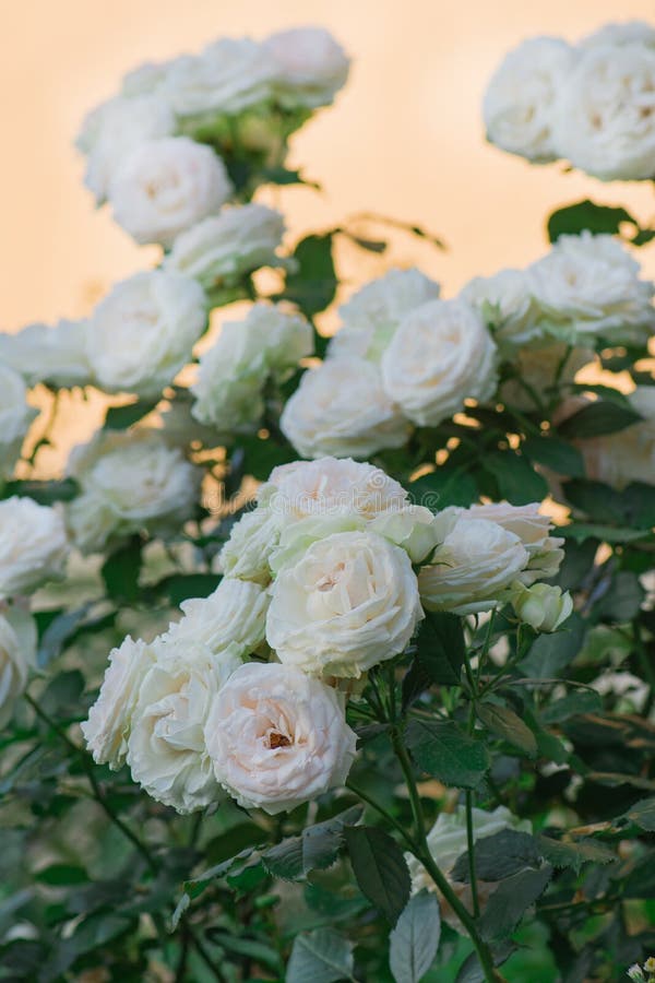 Les Roses Blanches Et Roses Fleurissent Dans Un Jardin Tropical. Le Rose a  Trouvé Le Vert En Arrière-plan Coloré De Jardin Photo stock - Image du  bourgeon, jardinage: 171155660