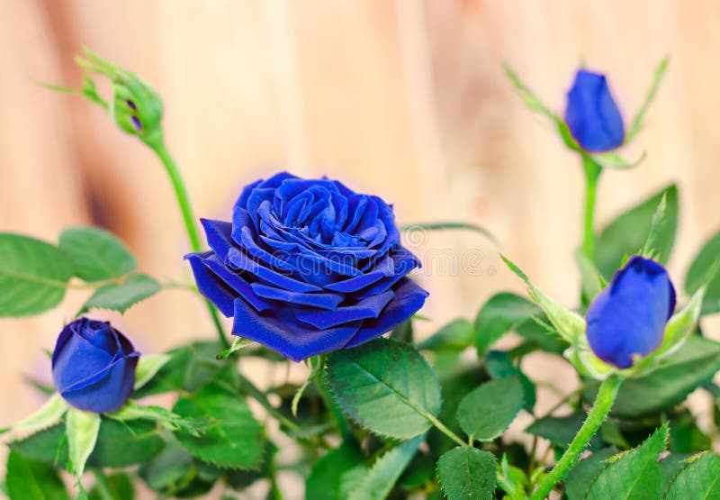 Les roses bleu-foncé fleurissent le buisson avec des bourgeons, verdissent des feuilles, se ferment photo libre de droits Les roses bleu-foncé fleurissent le buisson avec des bourgeons, verdissent des feuilles, se ferment photo libre de droits