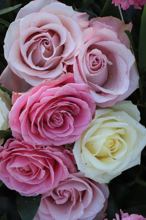 Les Roses De Mariage Mauve Et Blanc Photo stock - Image du flore, fleurs:  206274664