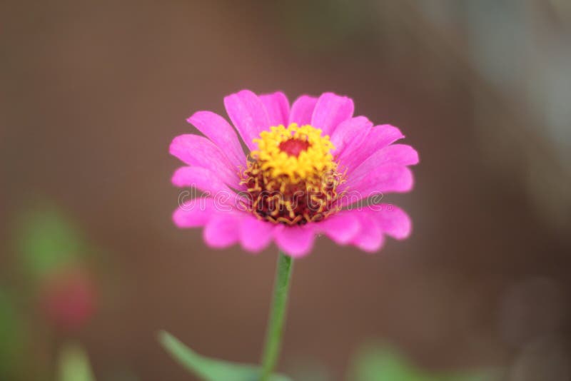 Les roses fleurissent photos libres de droits Les roses fleurissent photos libres de droits