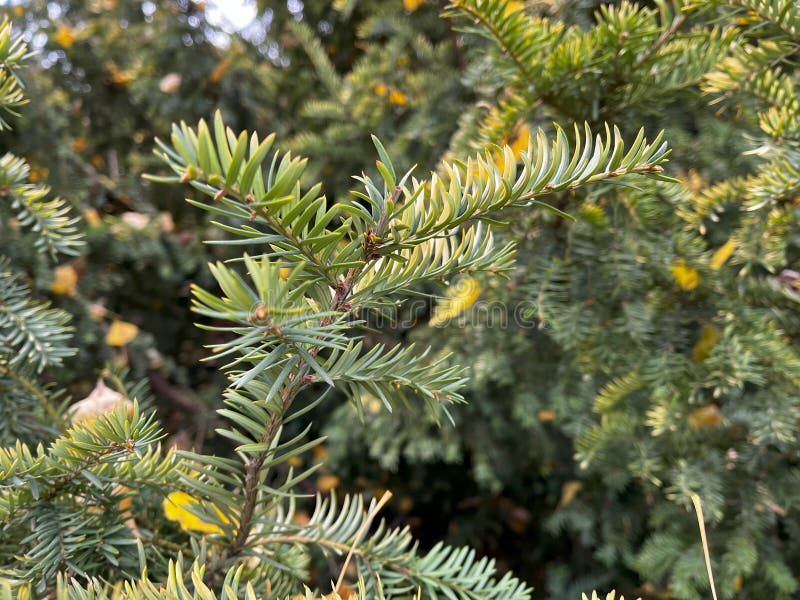 Les sapins sont des conifères à feuilles persistantes appartenant au genre abies branches vertes du sapin dans la rue en automne. focus sélectif lumière froide photo de rue en journée. contexte naturel