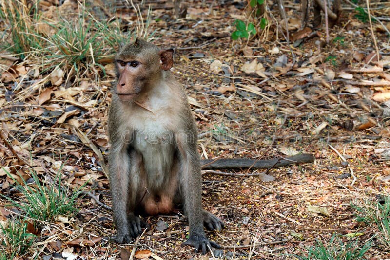 Les singes se reposent dans le sauvage images stock Les singes se reposent dans le sauvage images stock