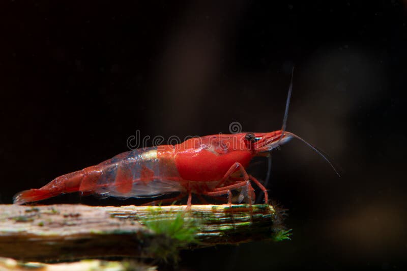 Les sushi rouges rapetissent le séjour de crevette sur le bois de construction dans le réservoir d'aquarium d'eau douce photo libre de droits Les sushi rouges rapetissent le séjour de crevette sur le bois de construction dans le réservoir d'aquarium d'eau douce photo libre de droits