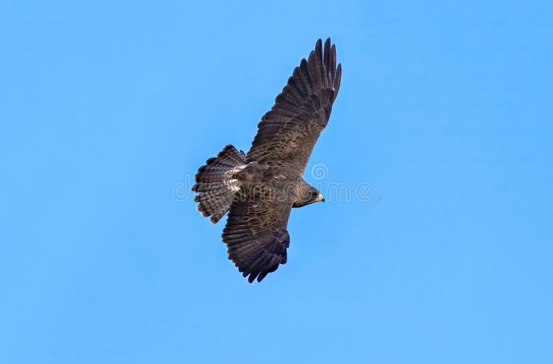 Closeup of an adult Swainson's Hawk, gliding in the air with outstretched wings and fanned tail feathers against a blue sky. Closeup of an adult Swainson's Hawk, gliding in the air with outstretched wings and fanned tail feathers against a blue sky.