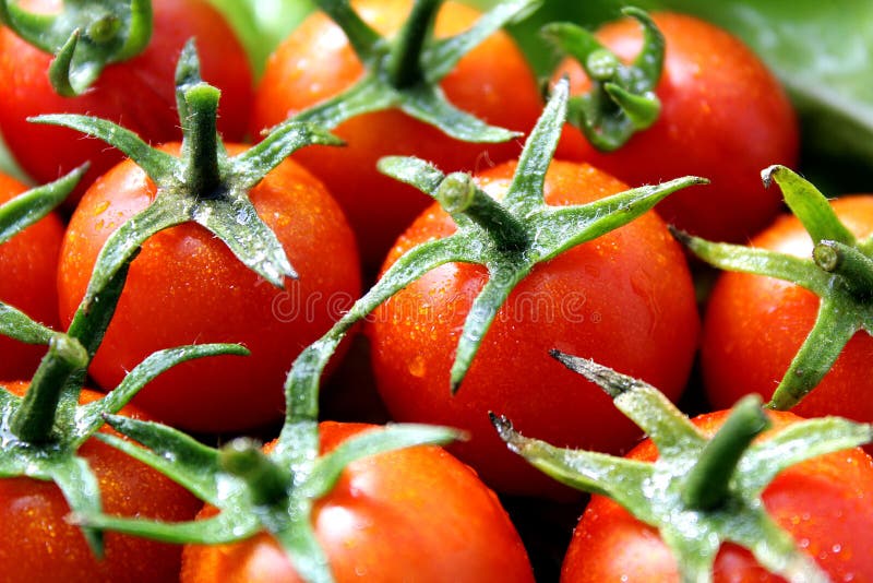 Les tomates-cerises rouges se trouvent sur les feuilles vertes de laitue image libre de droits Les tomates-cerises rouges se trouvent sur les feuilles vertes de laitue image libre de droits