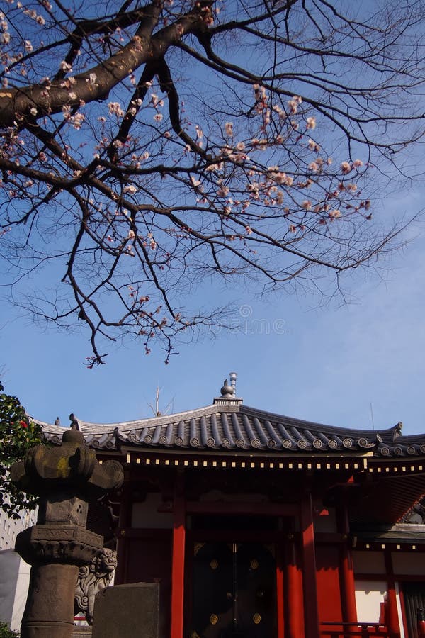 Les tombeaux, les temples, lieux publics au Japon et il y a un bel arbre de fleurs de cerisier dans l'avant images stock Les tombeaux, les temples, lieux publics au Japon et il y a un bel arbre de fleurs de cerisier dans l'avant images stock