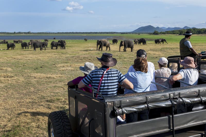 Tourists aboard a safari jeep watch a herd of wild elephants grazing in Minneriya National Park. The park is located in central Sri Lanka near the town of Habarana and is home to around 200 elephants. Tourists aboard a safari jeep watch a herd of wild elephants grazing in Minneriya National Park. The park is located in central Sri Lanka near the town of Habarana and is home to around 200 elephants.