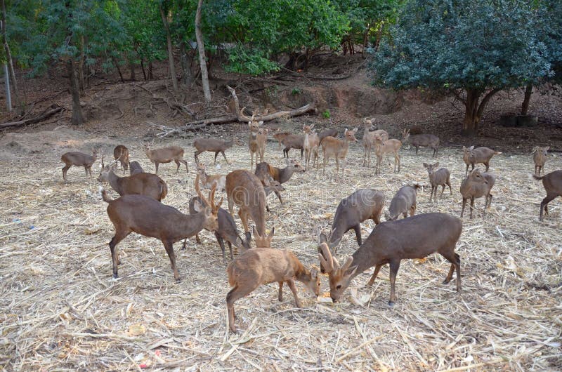 Les troupeaux de cerfs communs mangent de la nourriture images libres de droits Les troupeaux de cerfs communs mangent de la nourriture images libres de droits
