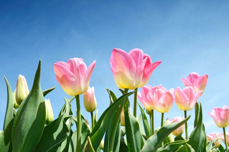 Les tulipes fleurit au milieu de l'oagainst de champ de tulipes la SK image stock Les tulipes fleurit au milieu de l'oagainst de champ de tulipes la SK image stock