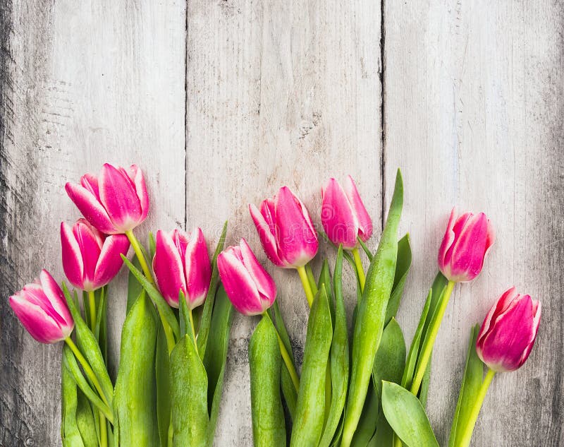 Pink fresh spring tulips flowers on gray wooden background. Pink fresh spring tulips flowers on gray wooden background