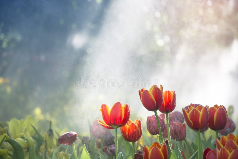 Les tulipes jaune-orange font du jardinage dans la brume avec la baisse et la lumière du soleil de l'eau avec le bokeh d'arbre photo stock Les tulipes jaune-orange font du jardinage dans la brume avec la baisse et la lumière du soleil de l'eau avec le bokeh d'arbre photo stock