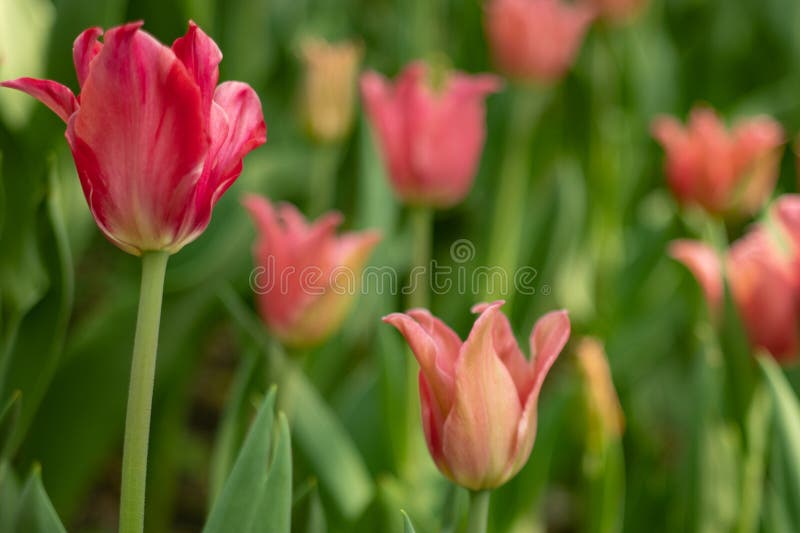 Les tulipes multicolores ont fleuri sur un lit de fleur au printemps photos libres de droits Les tulipes multicolores ont fleuri sur un lit de fleur au printemps photos libres de droits