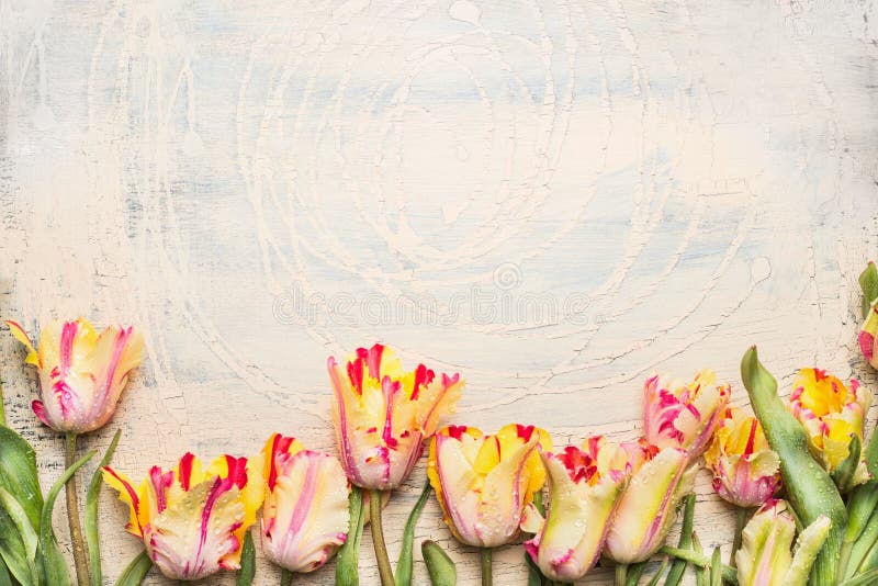 Les tulipes peu communes de perroquet avec de l'eau se laisse tomber, frontière florale sur le fond en bois clair photo stock Les tulipes peu communes de perroquet avec de l'eau se laisse tomber, frontière florale sur le fond en bois clair photo stock