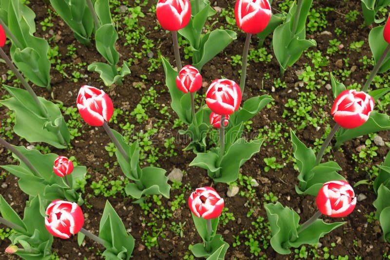 Les tulipes rouges mettent en place aux Pays-Bas Zones rouges de tulipe Vue rouge de tulipes Champs rouges de tulipe en Hollande photographie stock libre de droits Les tulipes rouges mettent en place aux Pays-Bas Zones rouges de tulipe Vue rouge de tulipes Champs rouges de tulipe en Hollande photographie stock libre de droits