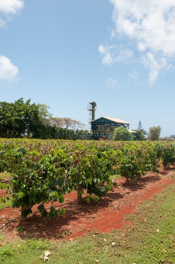Les usines avec des grains de café se développent à une ferme dans Kauai, Hawaï photos stock Les usines avec des grains de café se développent à une ferme dans Kauai, Hawaï photos stock