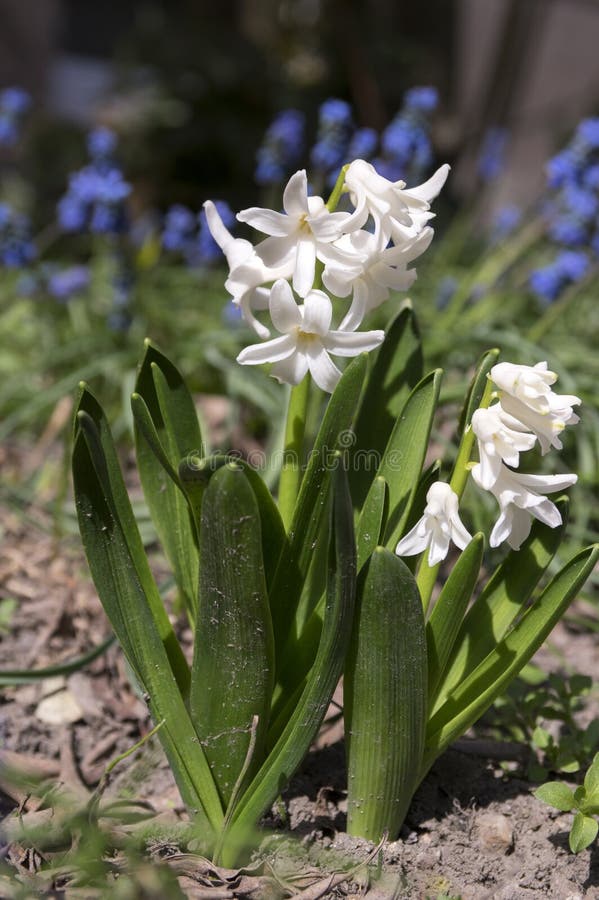 Les Usines Blanches Lumineuses De Hyacinthus, Ressort à Bulbe Fleurit En  Fleur Avec Des Bourgeons Et Des Feuilles Photo stock - Image du rose, lame:  110005652