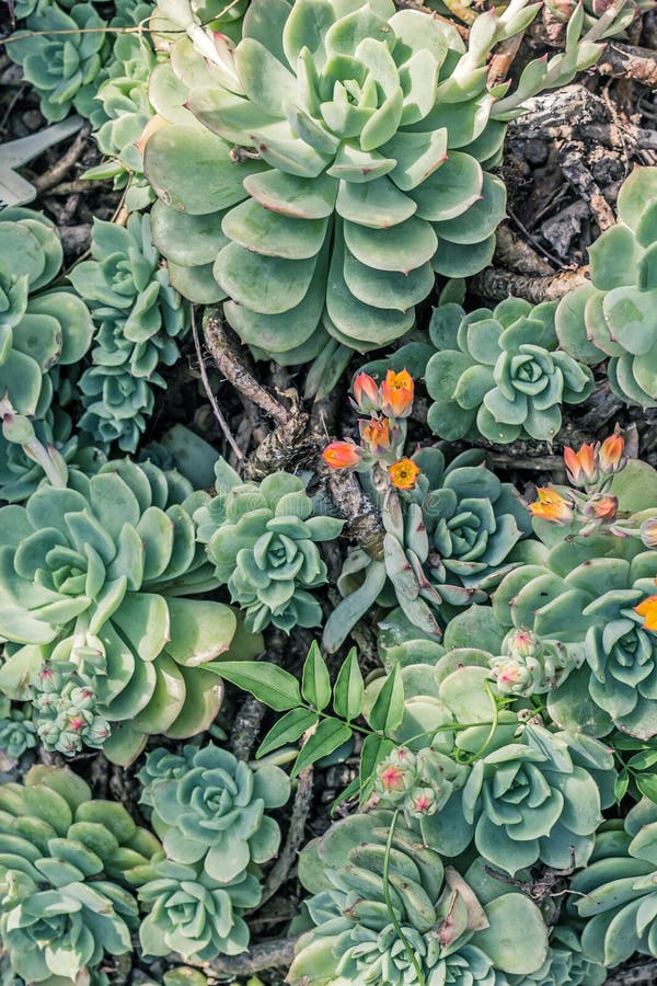 Les Usines Succulentes De Belle Rosette, Se Ferment Image stock Image