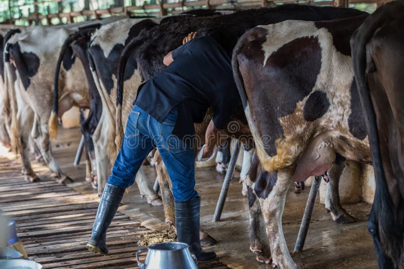 Les vaches avec un homme trait dans une exploitation laitière photographie stock libre de droits Les vaches avec un homme trait dans une exploitation laitière photographie stock libre de droits