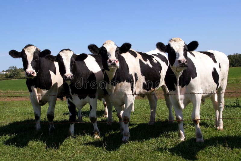 Group of cows all standing in a row. Eating and checking out the sights. Group of cows all standing in a row. Eating and checking out the sights.