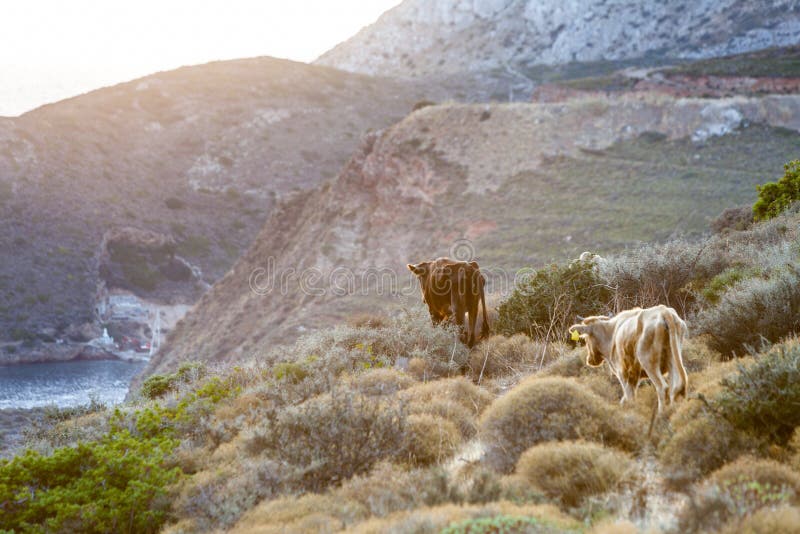 Les vaches frôlent en montagnes image libre de droits Les vaches frôlent en montagnes image libre de droits
