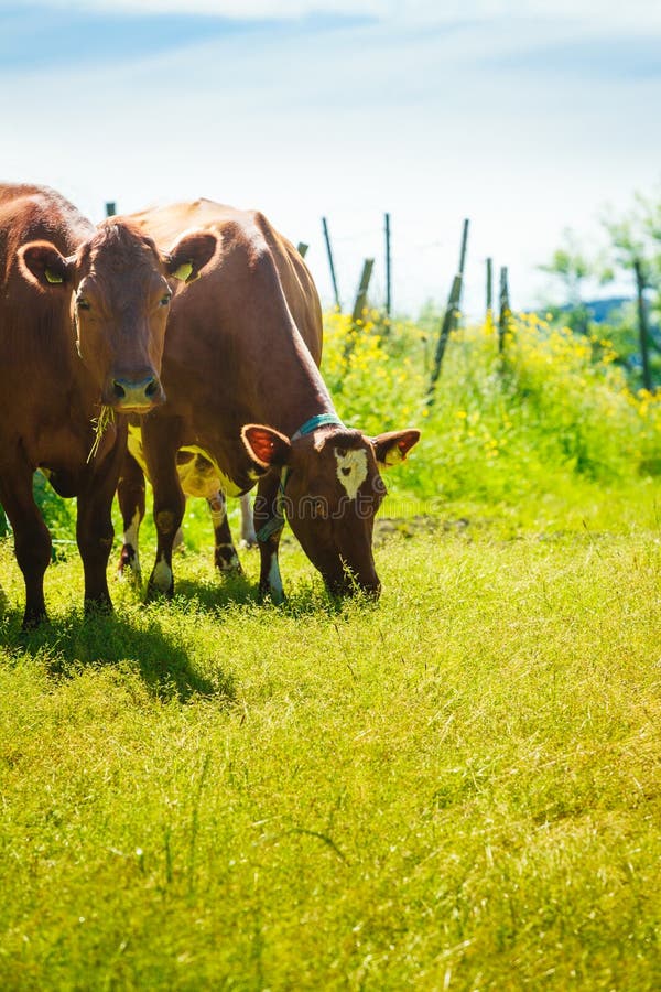 Les vaches frôlent sur le champ vert de pré photo stock Les vaches frôlent sur le champ vert de pré photo stock
