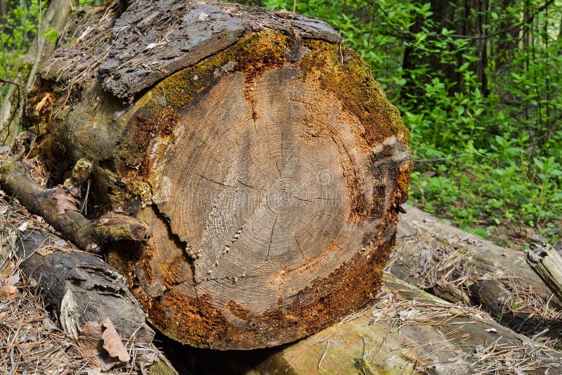 Les vieux rondins ont abattu de grands arbres, oubliés dans les bois images libres de droits Les vieux rondins ont abattu de grands arbres, oubliés dans les bois images libres de droits