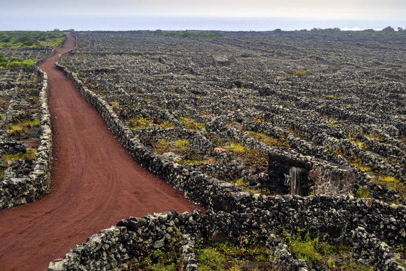 Les vignobles avec des murs du ` s de lave sur l'île de Pico ont énuméré sur la liste protégée parUNESCO images libres de droits Les vignobles avec des murs du ` s de lave sur l'île de Pico ont énuméré sur la liste protégée parUNESCO images libres de droits