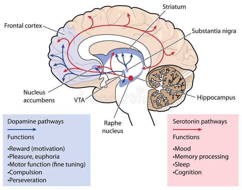 Les voies de dopamine et de sérotonine dans le cerveau