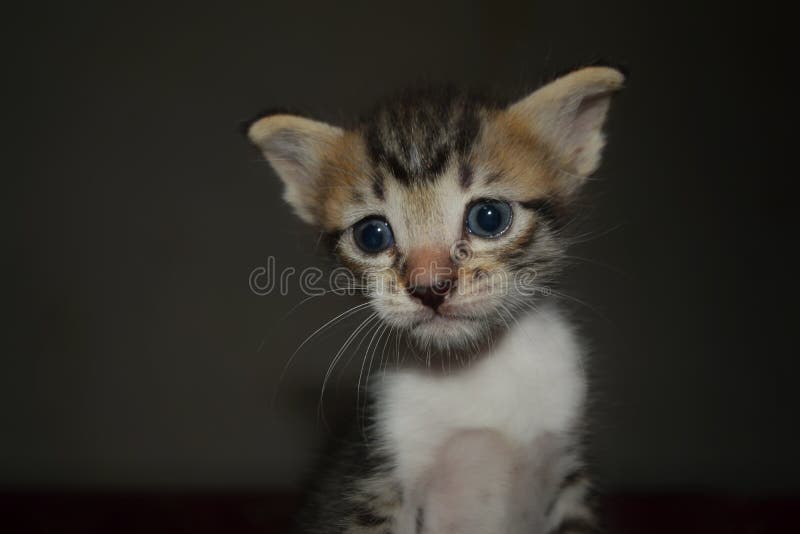 Les Yeux D Un Petit Chat Tres Mignon Image Stock Image Du Animal Chaton Les Yeux D Un Petit Chat Tres Mignon Image Stock Image Du Animal Chaton
