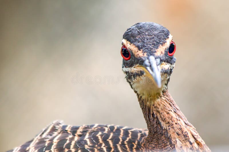 Les yeux rouges d'un oiseau sunbittern image libre de droits Les yeux rouges d'un oiseau sunbittern image libre de droits
