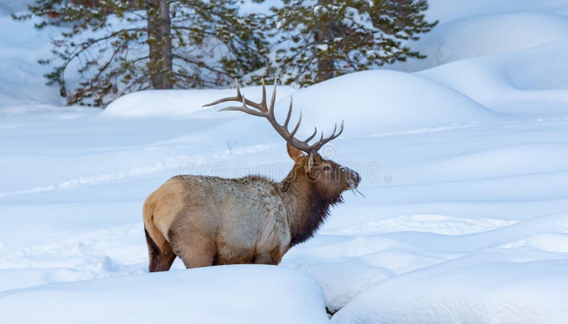 Les élans de Taureau en hiver aménagent en parc, parc national de Yellowstone image stock Les élans de Taureau en hiver aménagent en parc, parc national de Yellowstone image stock