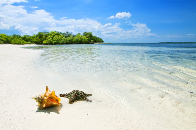 A Starfish and a Sea Shell in a Caribbean Island during Summer time. A Starfish and a Sea Shell in a Caribbean Island during Summer time.