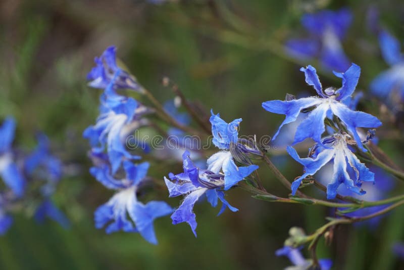 Leschenaultia biloba - Blue Leschenaultia