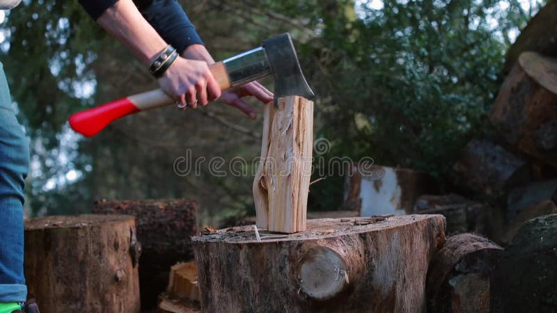 Lesiciel pokroił siekierę z kłębkiem drewna podczas wyrębu
