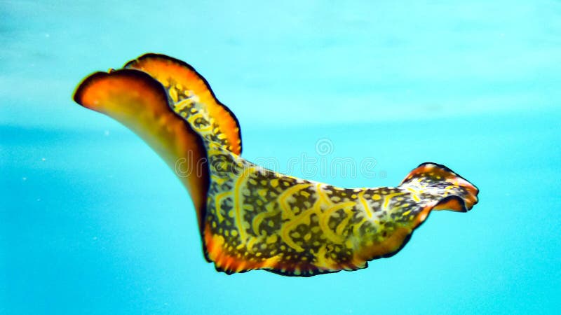Lesma de mar colorida que paira, dançarino espanhol do nudibranch, Maldivas imagem de stock Lesma de mar colorida que paira, dançarino espanhol do nudibranch, Maldivas imagem de stock