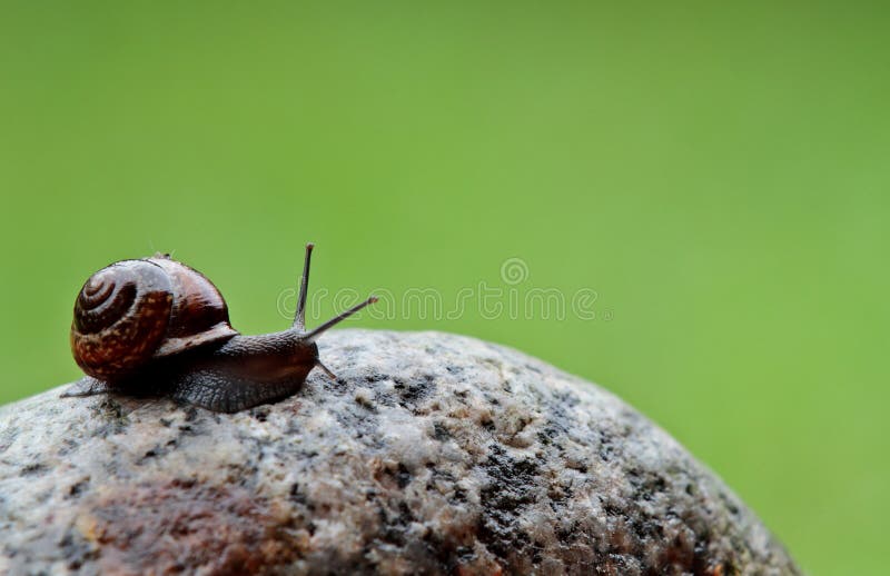 Lesma lentamente móvel em uma pedra imagens de stock Lesma lentamente móvel em uma pedra imagens de stock
