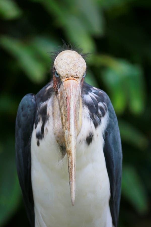 Lesser Adjutant Stork  Of Tropics Bird Stock Photo Image 
