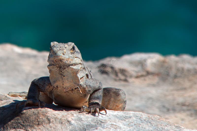 Lesser Antillean Iguana på Isla Mujeres Punta Sur Acantilado del Amanecer - klippan av gryningen - nära Cancun Mexico arkivfoton Lesser Antillean Iguana på Isla Mujeres Punta Sur Acantilado del Amanecer - klippan av gryningen - nära Cancun Mexico arkivfoton