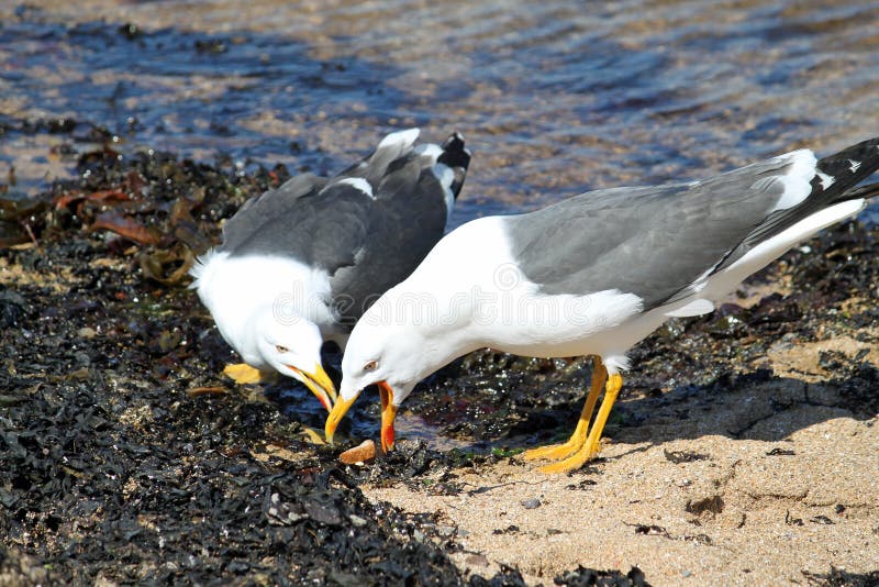 Lesser Black Backed Gull Regurgitating Food Stock Photo Image of