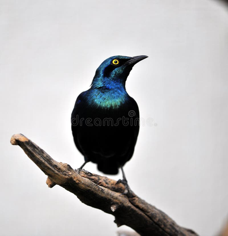 My Image 9