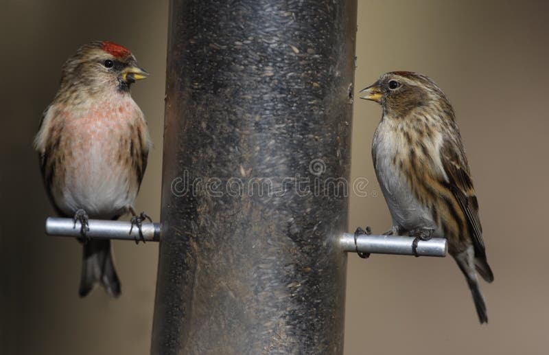 Lesser czeczotka, Carduelis kabaret zdjęcia royalty free Lesser czeczotka, Carduelis kabaret zdjęcia royalty free