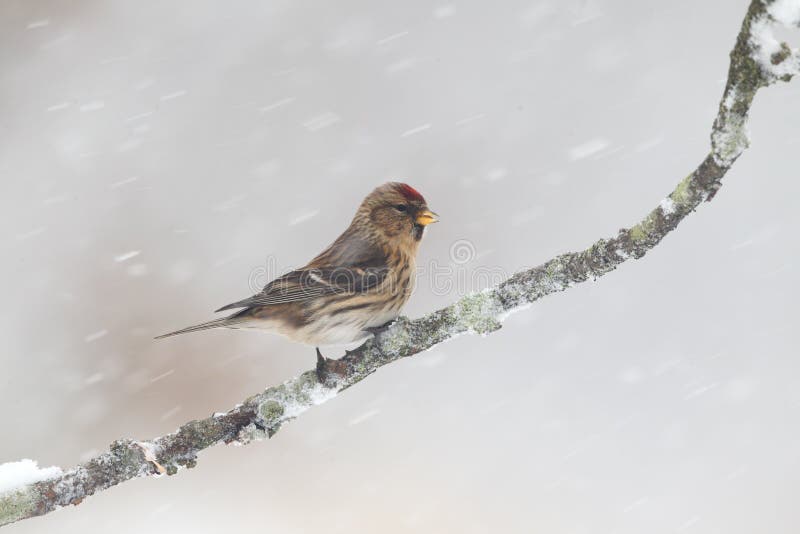 Lesser czeczotka, Carduelis kabaret zdjęcia stock Lesser czeczotka, Carduelis kabaret zdjęcia stock