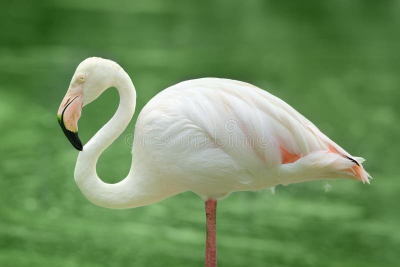 Lesser flamingo bird royalty free stock image
