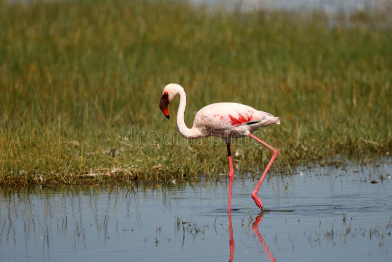 Lesser Flamingo on Lake Nakuru