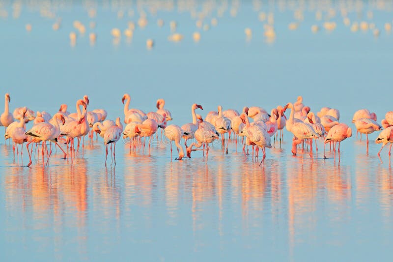 Lesser Flamingo, Phoeniconaias minor, flock of pink bird in the blue water. Wildlife scene from wild nature. Flock of flamingos royalty free stock photography Lesser Flamingo, Phoeniconaias minor, flock of pink bird in the blue water. Wildlife scene from wild nature. Flock of flamingos royalty free stock photography