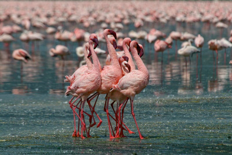 Lesser Flamingos